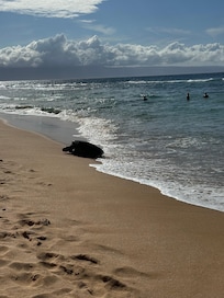 Sea turtle in front of the resort