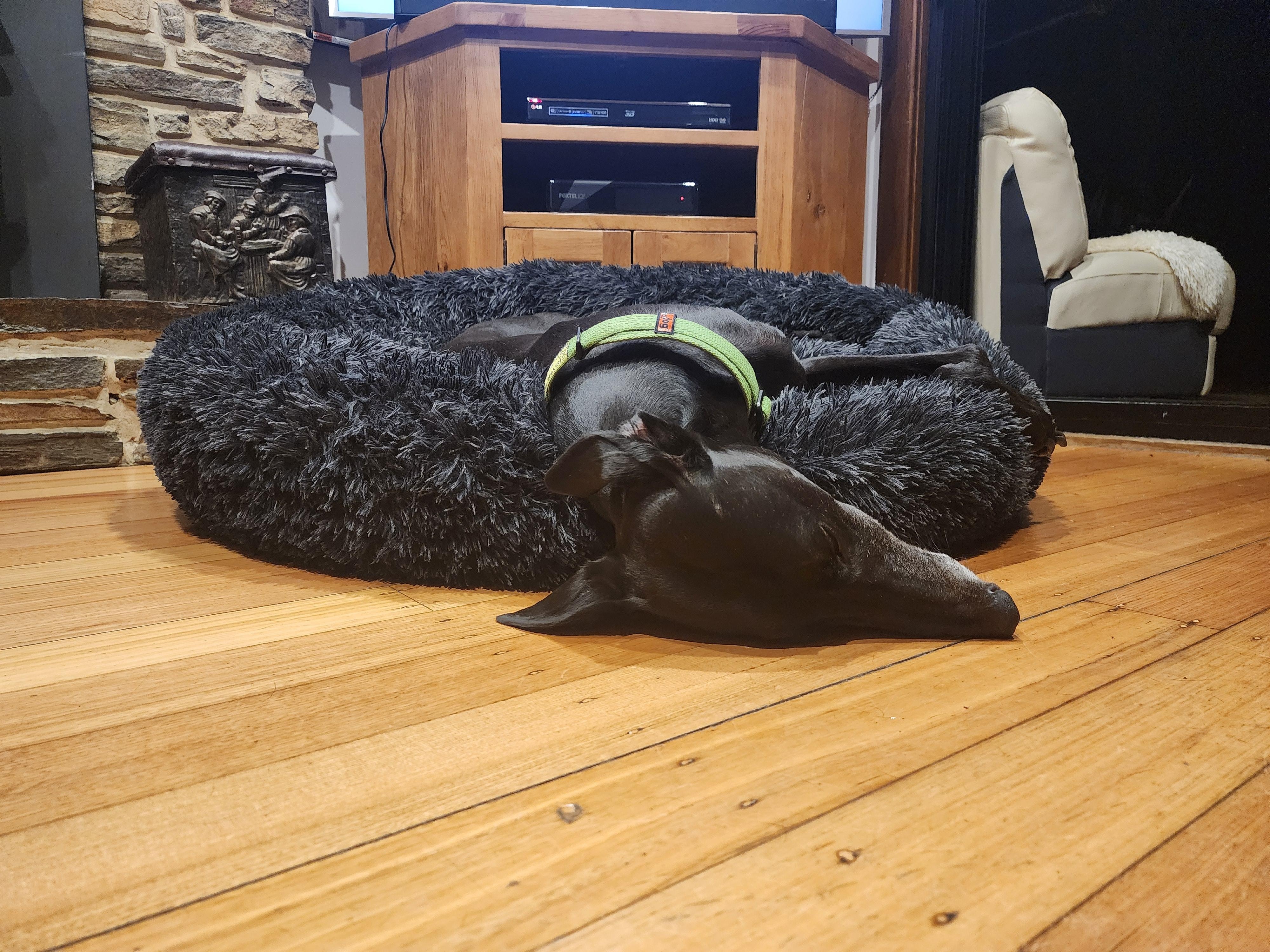 Our dog was totally relaxed here.