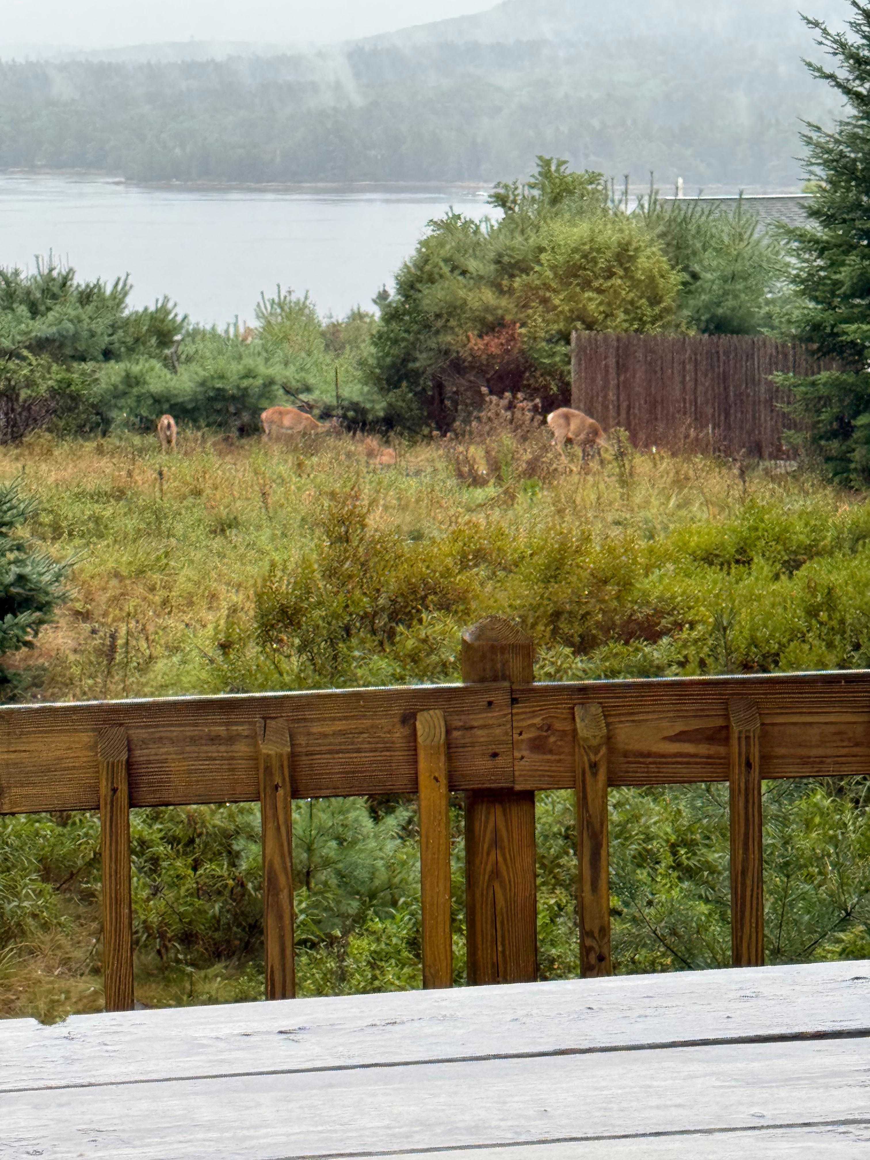 Deer in back yard overlooking the sound 