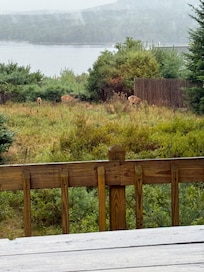 Deer in back yard overlooking the sound