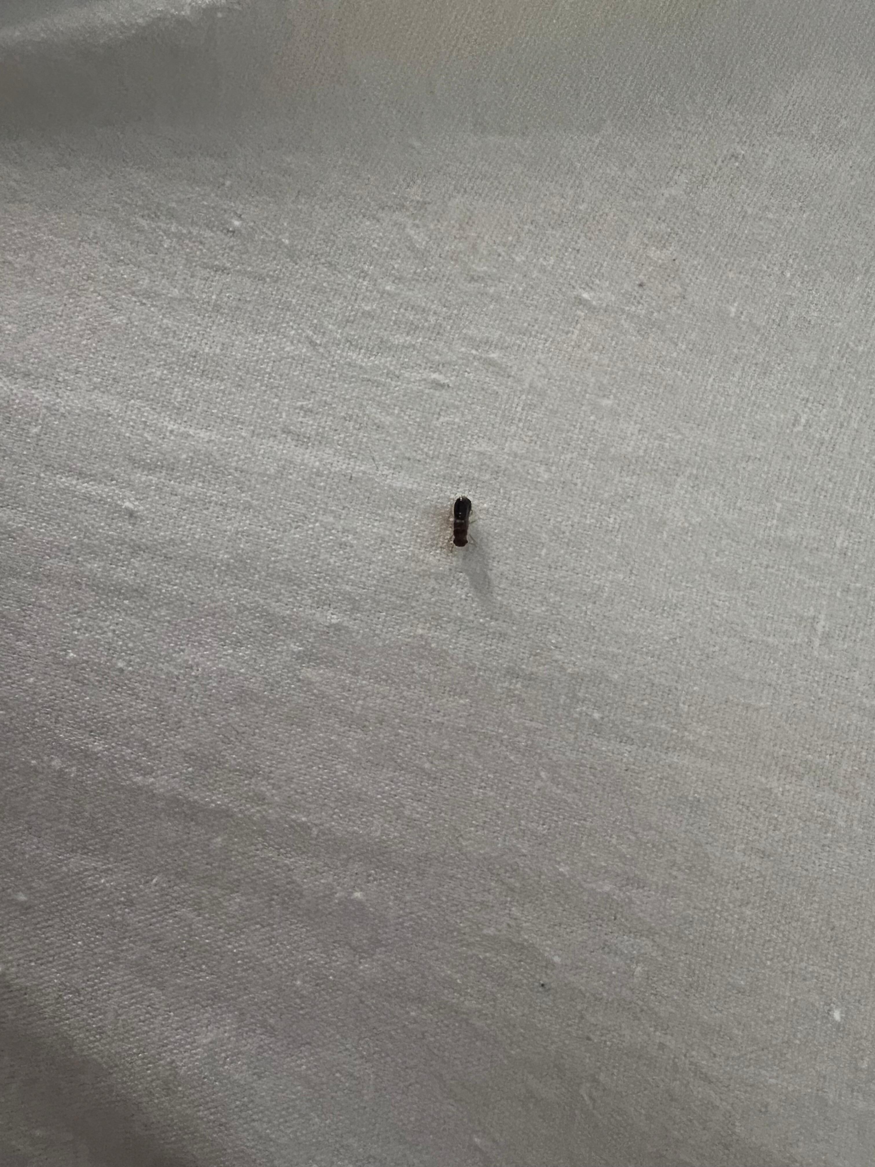 Bug my daughter found in the bed!!!!