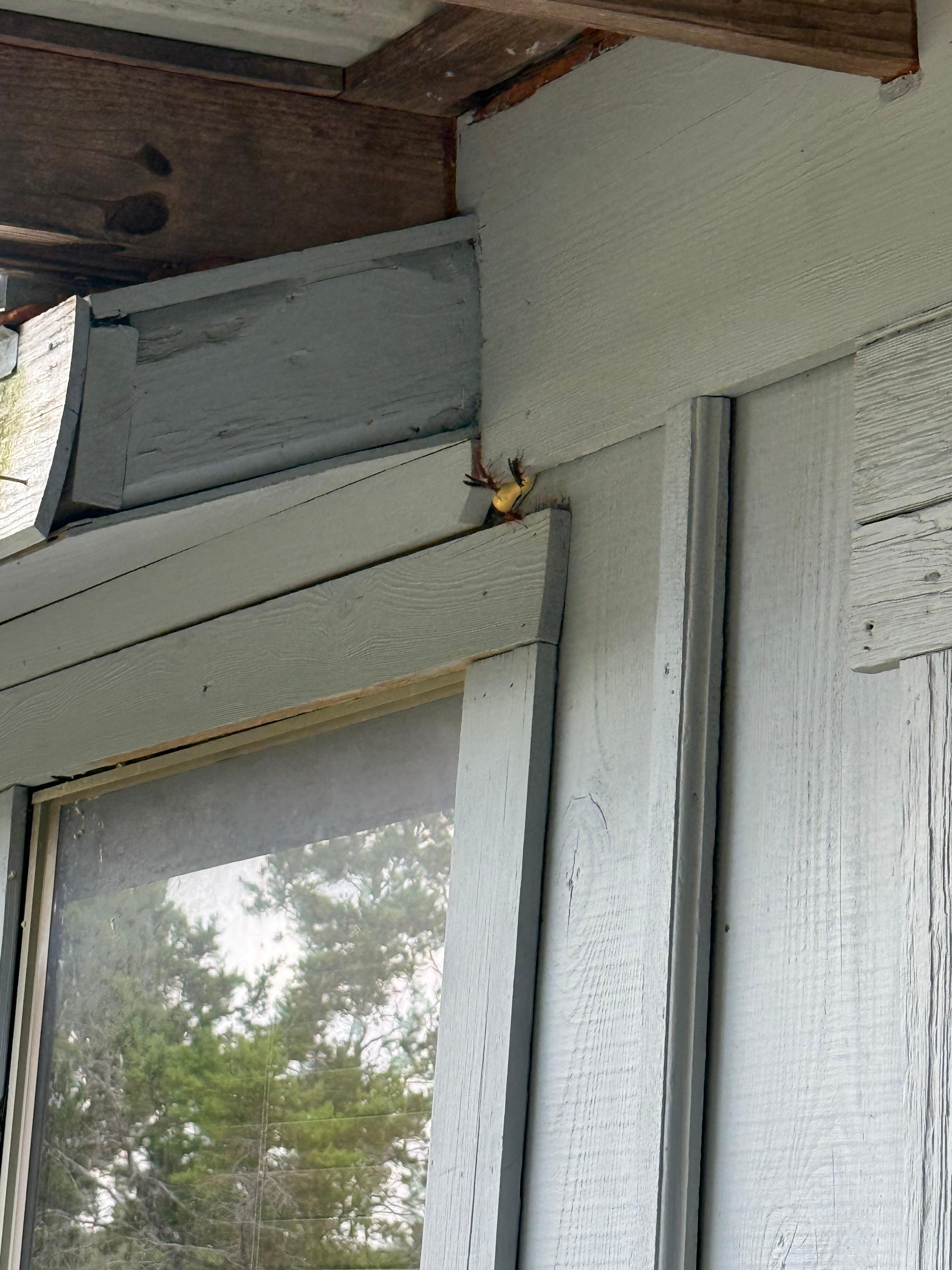 Paper wasps