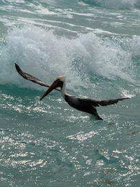 The Pelican joined us el fresco…