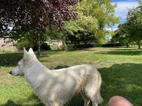 In de appelgaard met de hond van de eigenaren