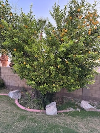 Lemon tree