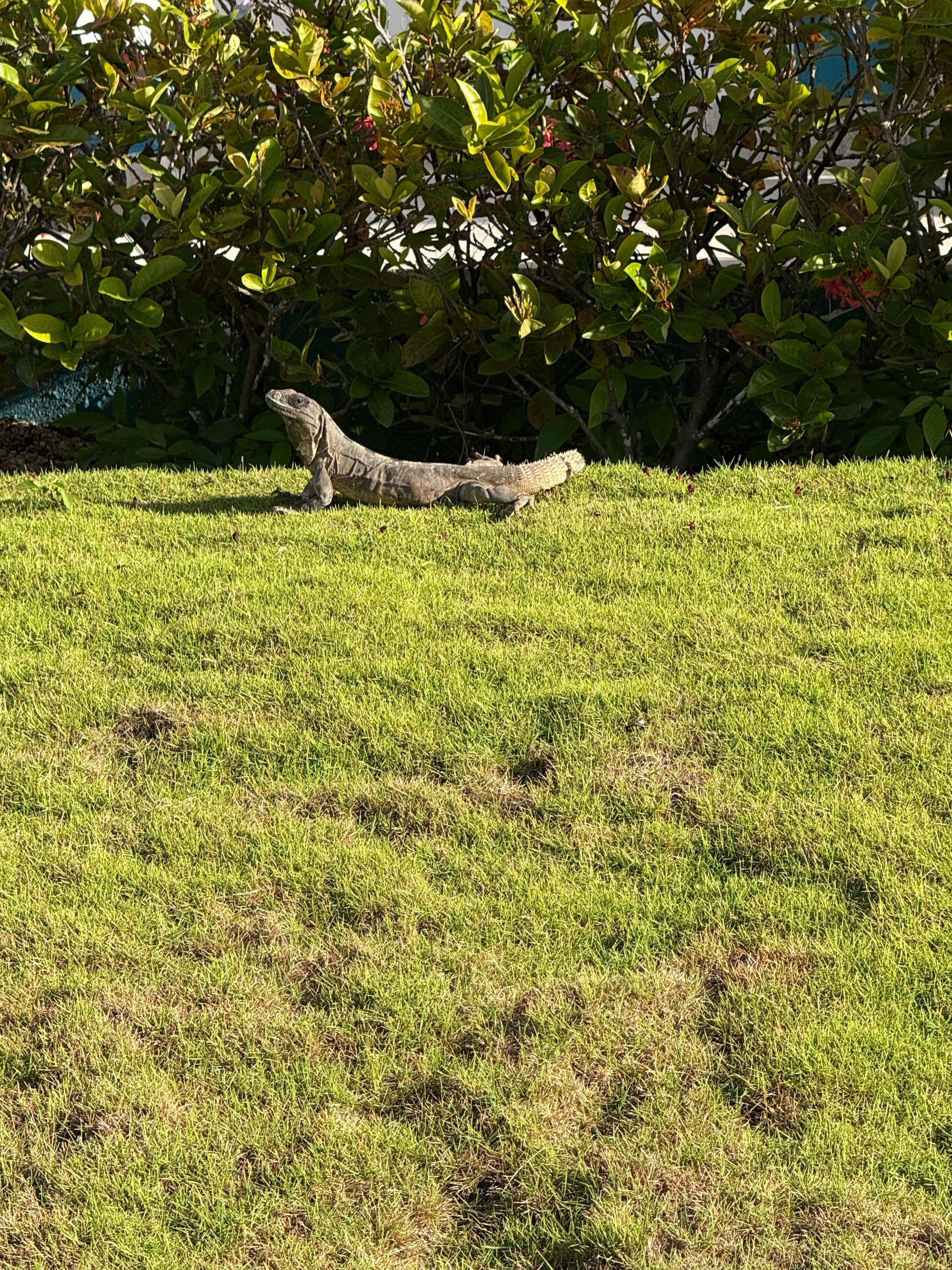 Iguanas are everywhere you go!