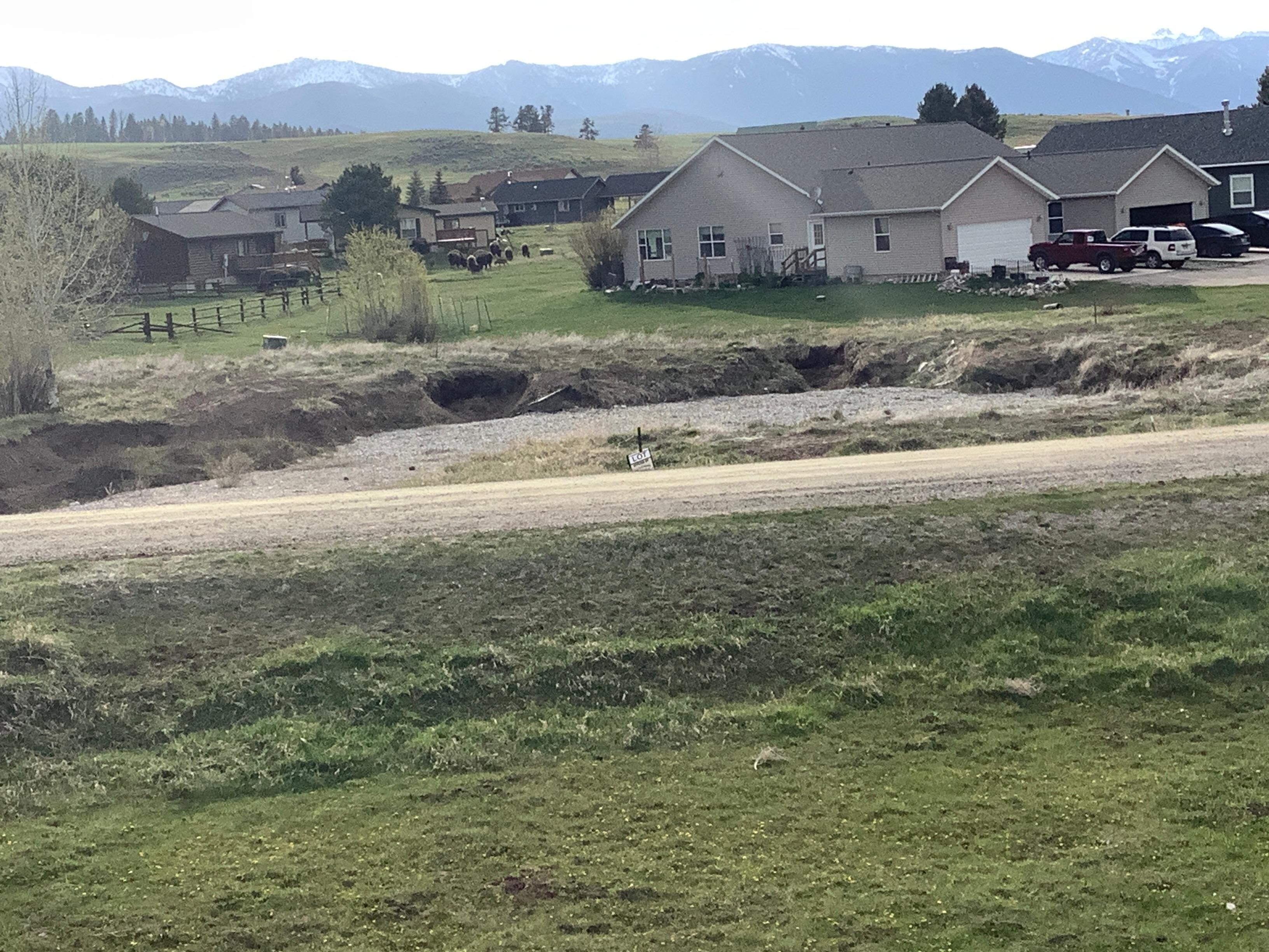 Bison in the neighborhood 