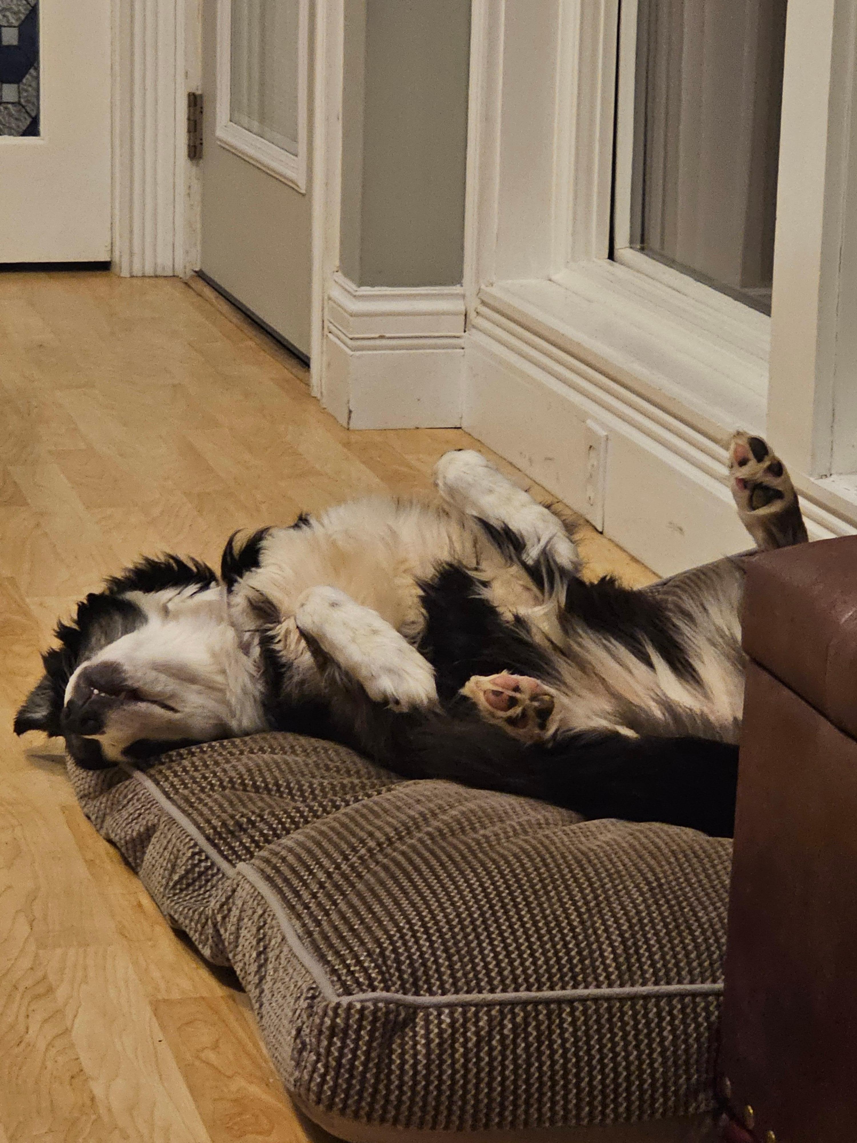 Bella was tuckered out after playing in the lake! 