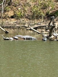 Gator sunning