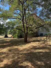 Kids loved playing in the huge dreamy yard!