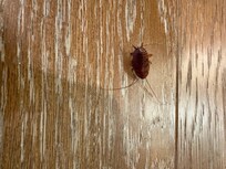 Cockroach