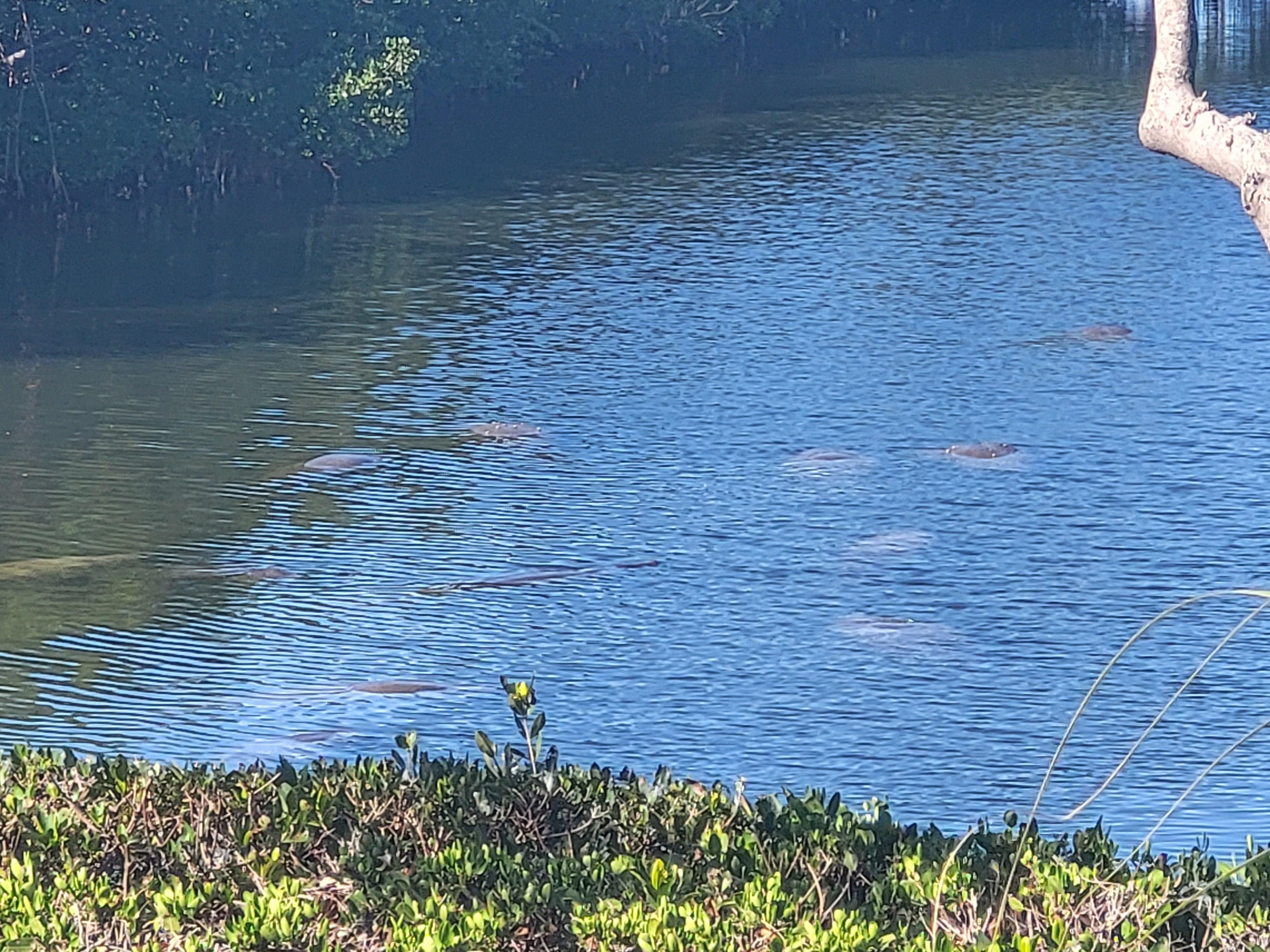 Daily manatee visits