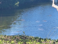 Daily manatee visits