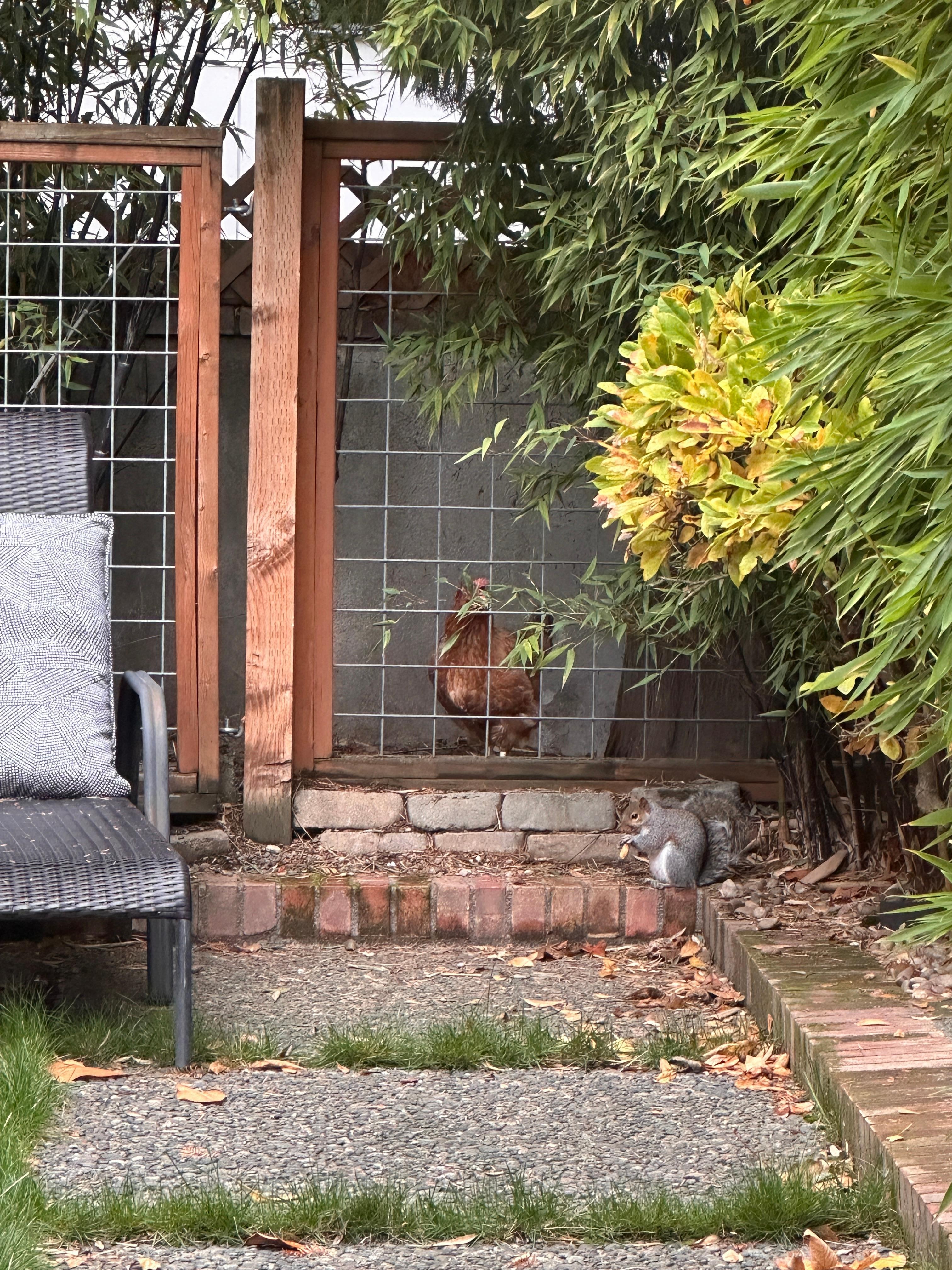 Rosa the chicken and a neighbor squirrel!