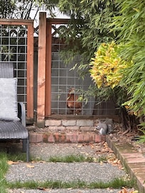 Rosa the chicken and a neighbor squirrel!