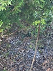 Baby deer sleeping next to the cottage.