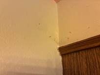 Cobwebs inside the house