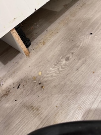 Pulled stove out to catch roach.