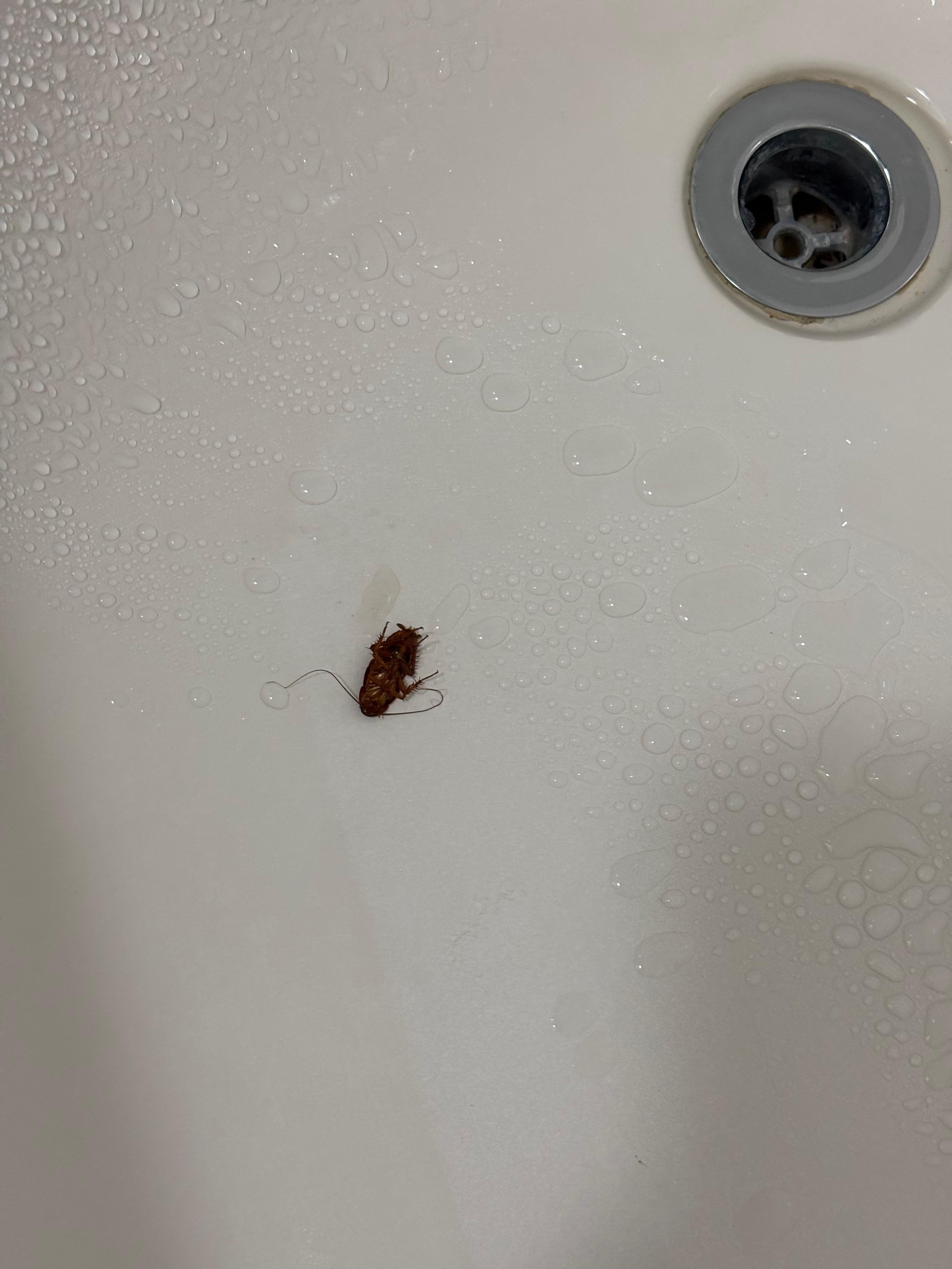 Cockroach in tub