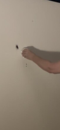 Cockroach being caught