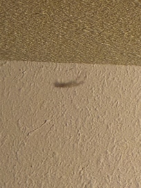 One of few spider-web (this one was on top of the bed)