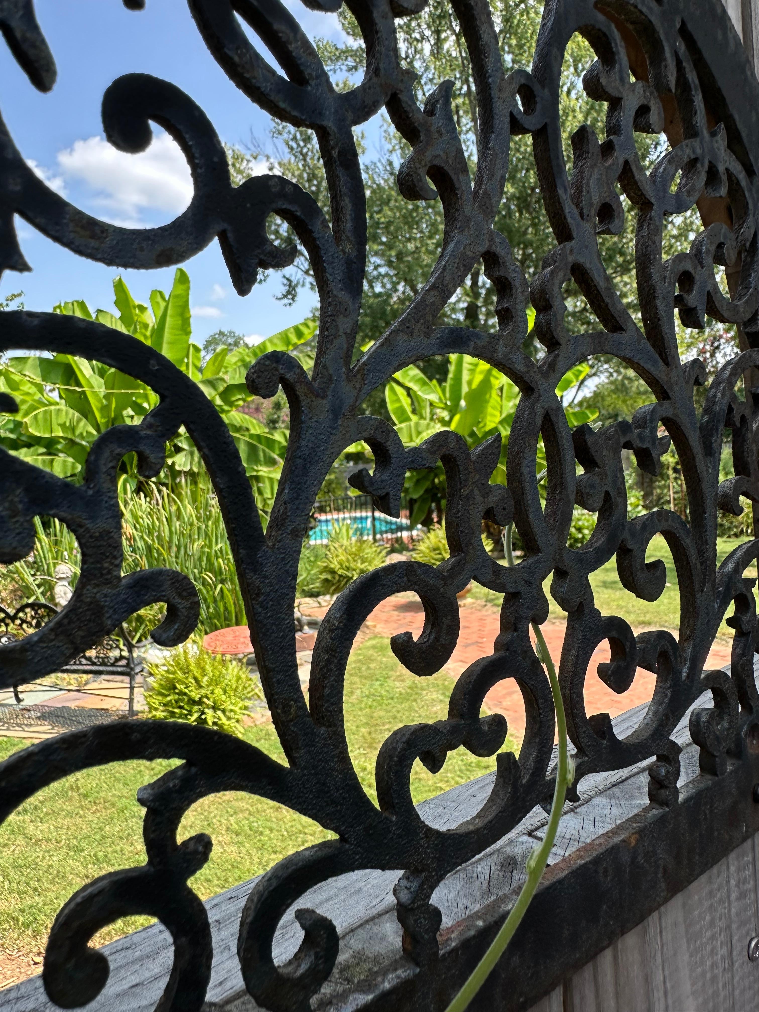 Sneak peek through backyard gate