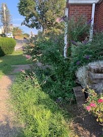 Grass has not been cut in a month
