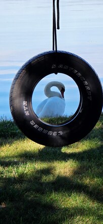 Swans swimming around the dock