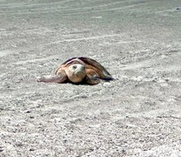 We saw two turtles in the same day on the beach near where we were sitting.