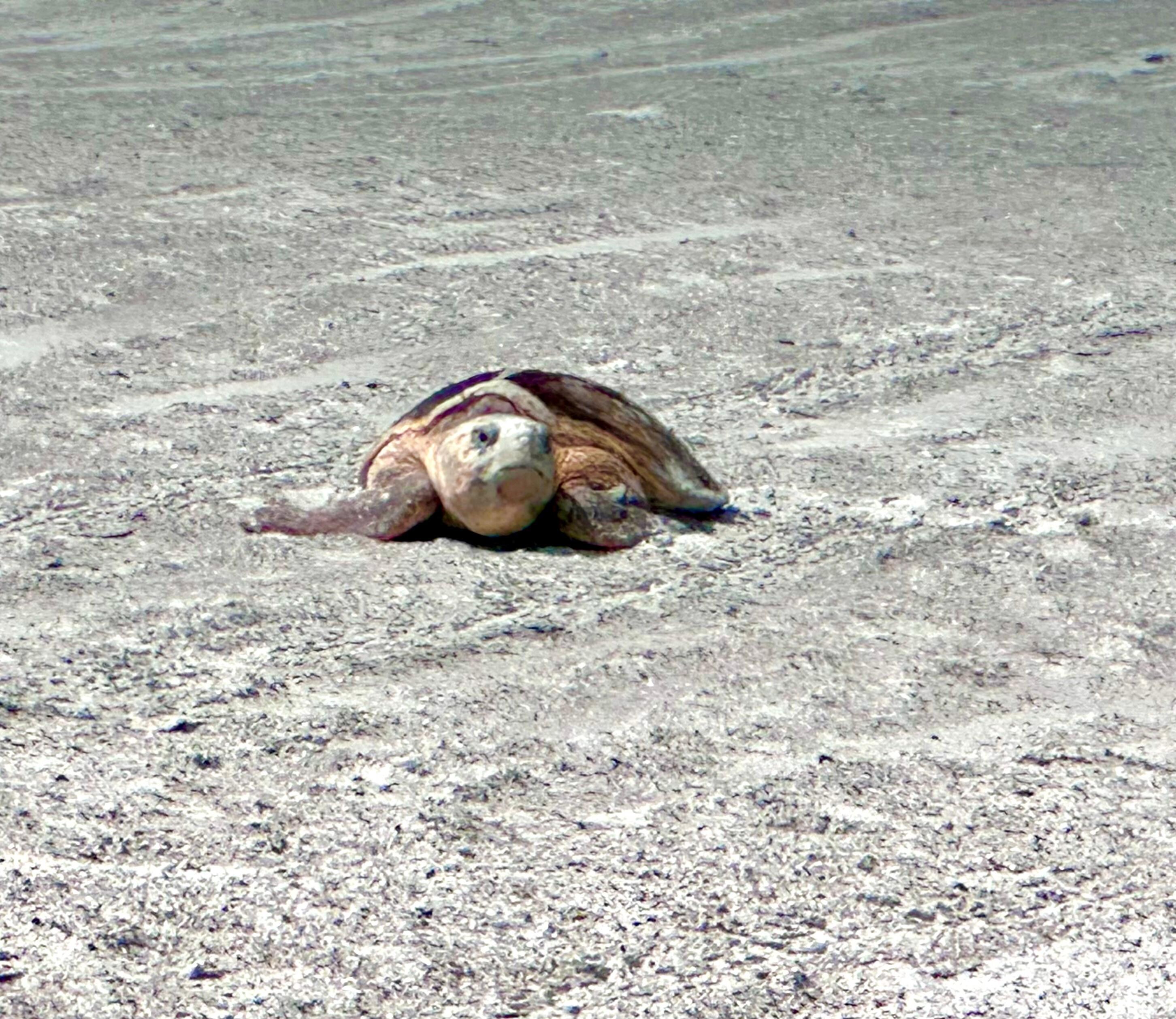 We saw two turtles in the same day on the beach near where we were sitting. 