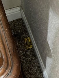 Old Mac and cheese in the corner on the carpet in second BR.