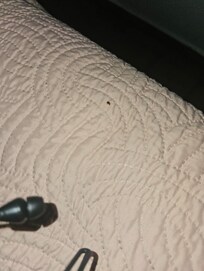 Esa chiche la tenía en el brazo cuando desperte!