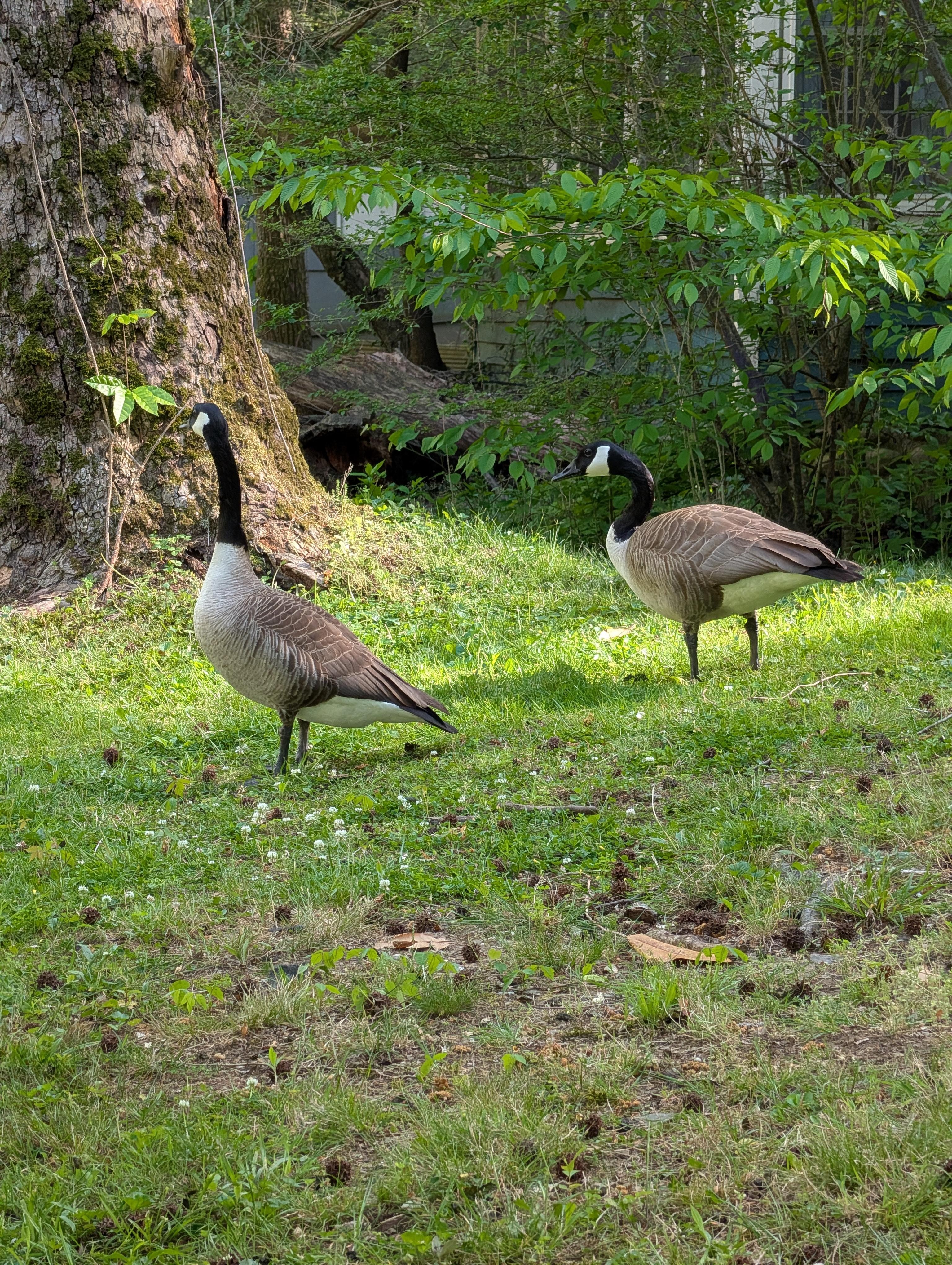 Local wildlife 