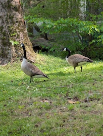 Local wildlife