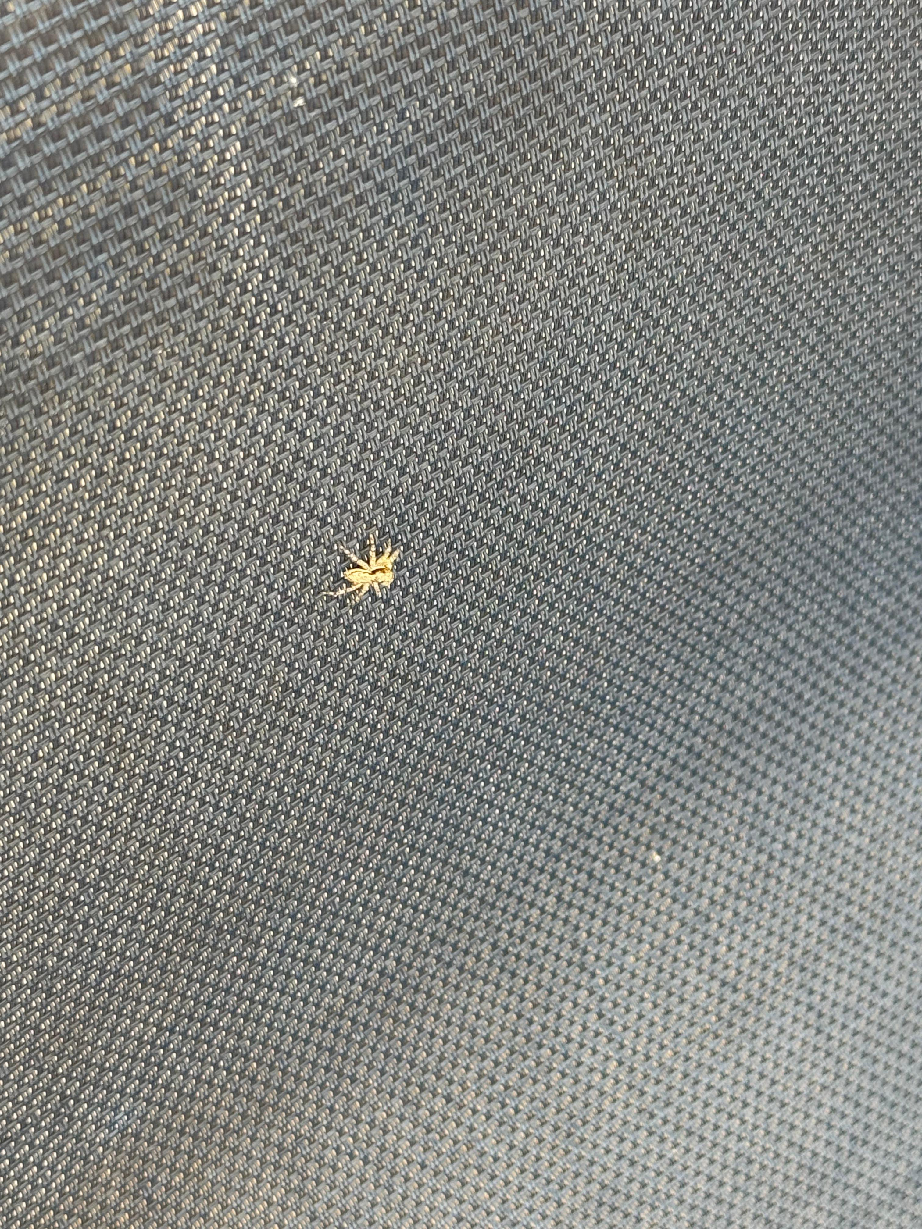 One of our arachnid visitors