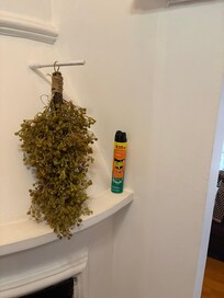 Al parecer hay muchos bichos que tenían esto en las habitaciones. Y el olor a desagüe que sale del baño es terrible.