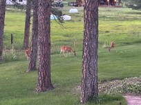 Deer coming close to deck