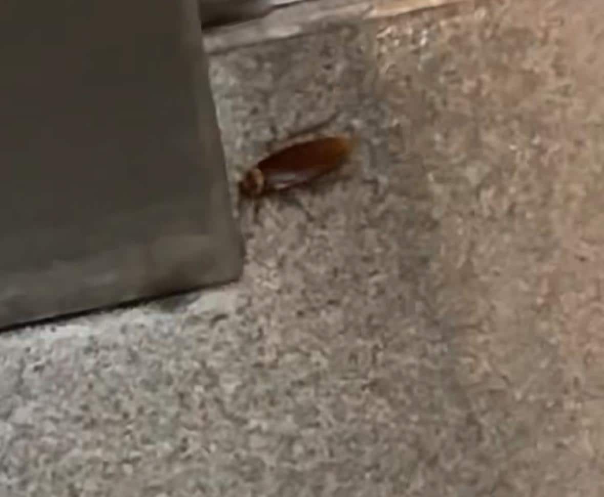 Just one of the several we seen