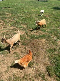 Awesome Amish tour