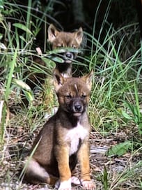 Dingo pups