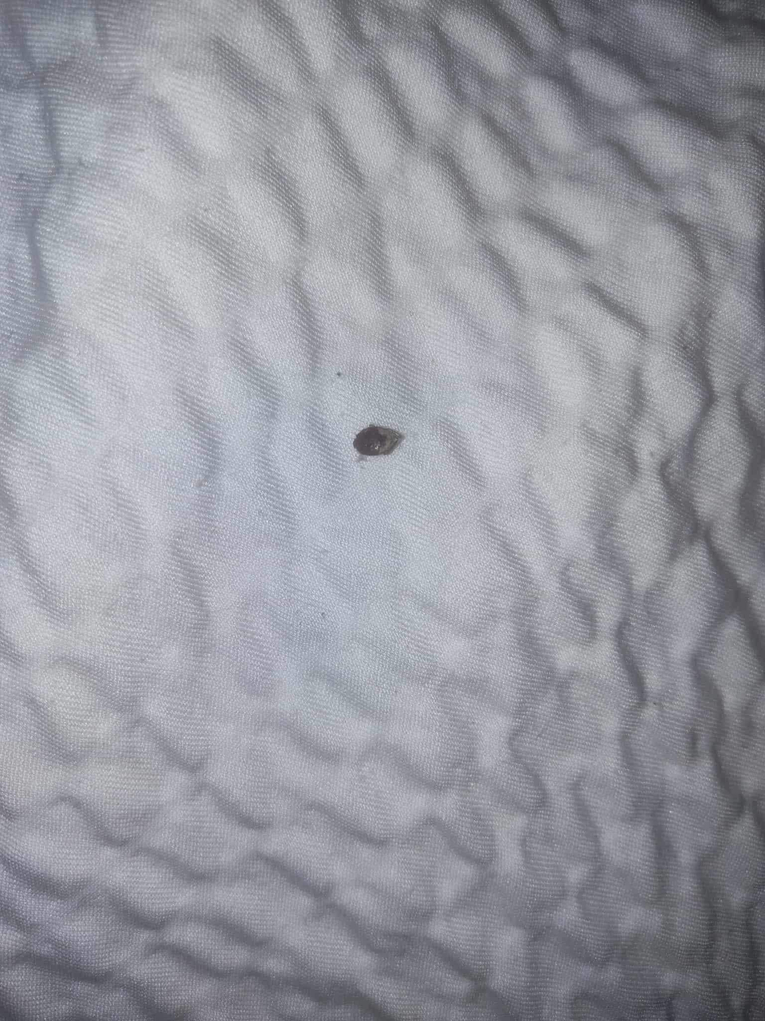 Dead bed bug in one of the beds 