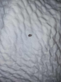Dead bed bug in one of the beds