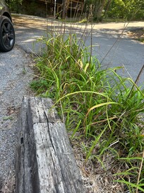 The first signs of neglect are the flower beds and sticks in the driveway.