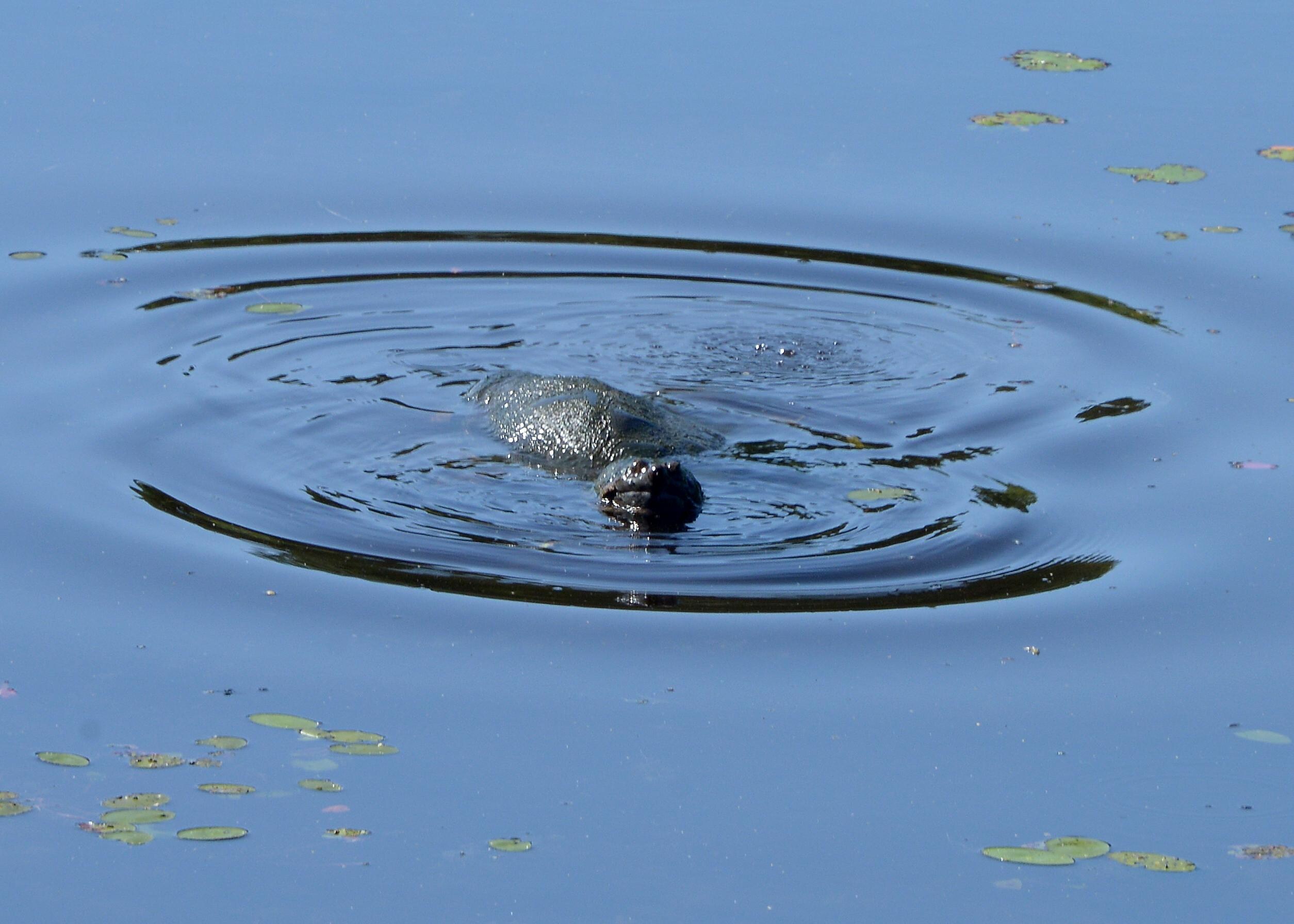 Turtles