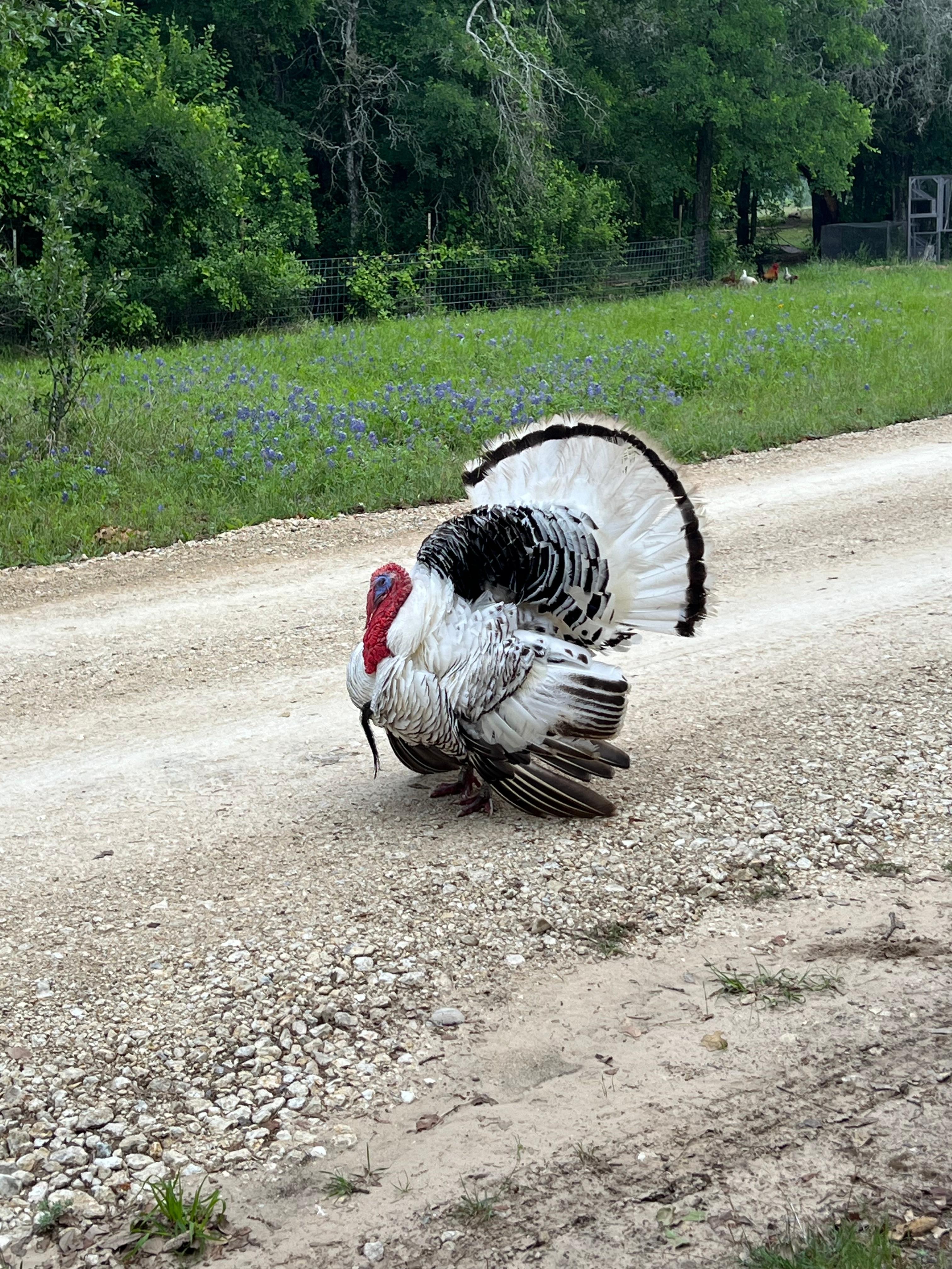 Fun friends on the property!