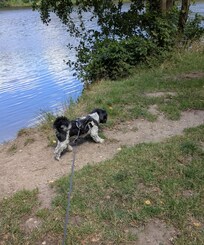 Mein Hund genieĂt die schönen SpaziergĂ€nge