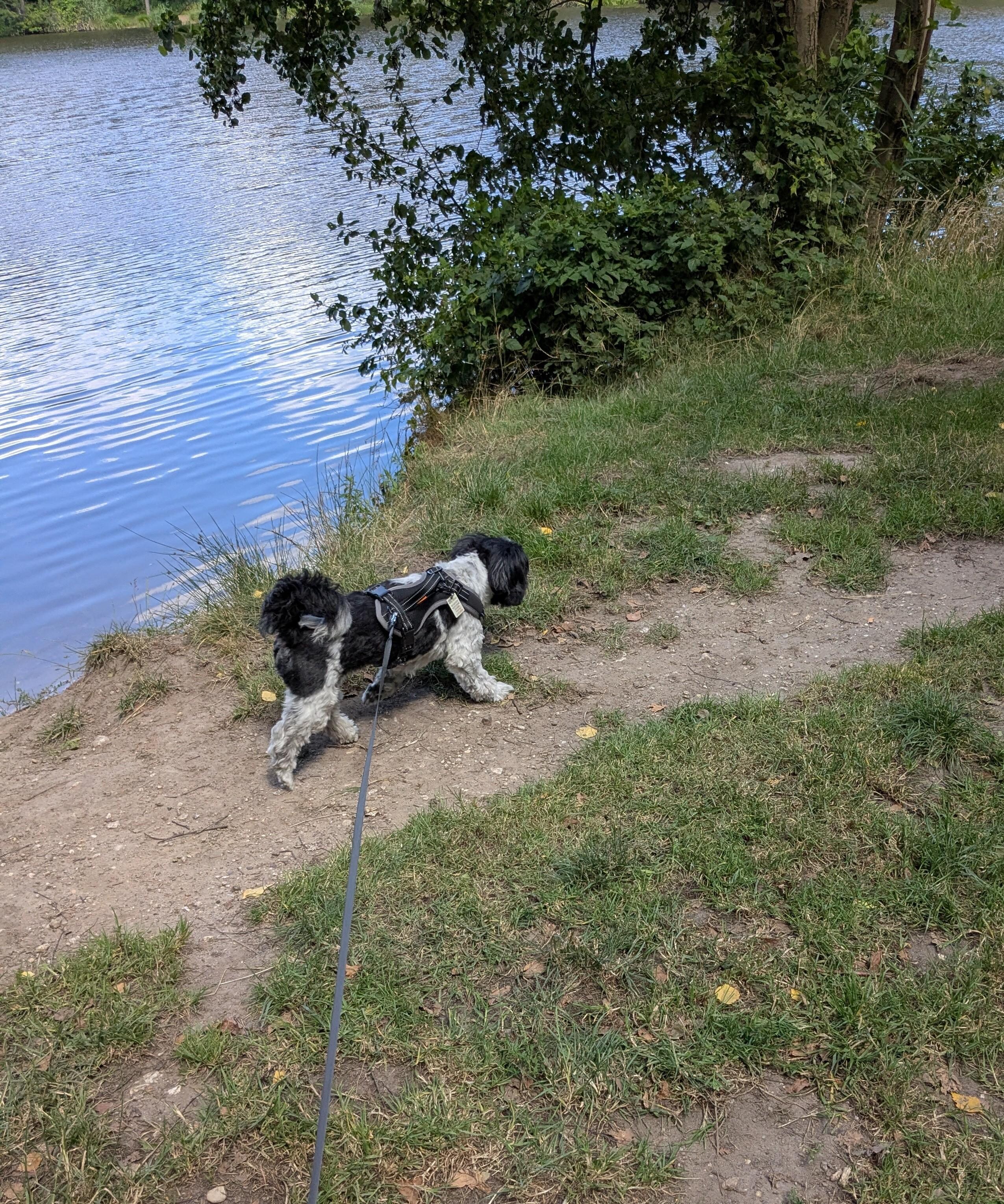 Mein Hund genießt die schönen Spaziergänge 