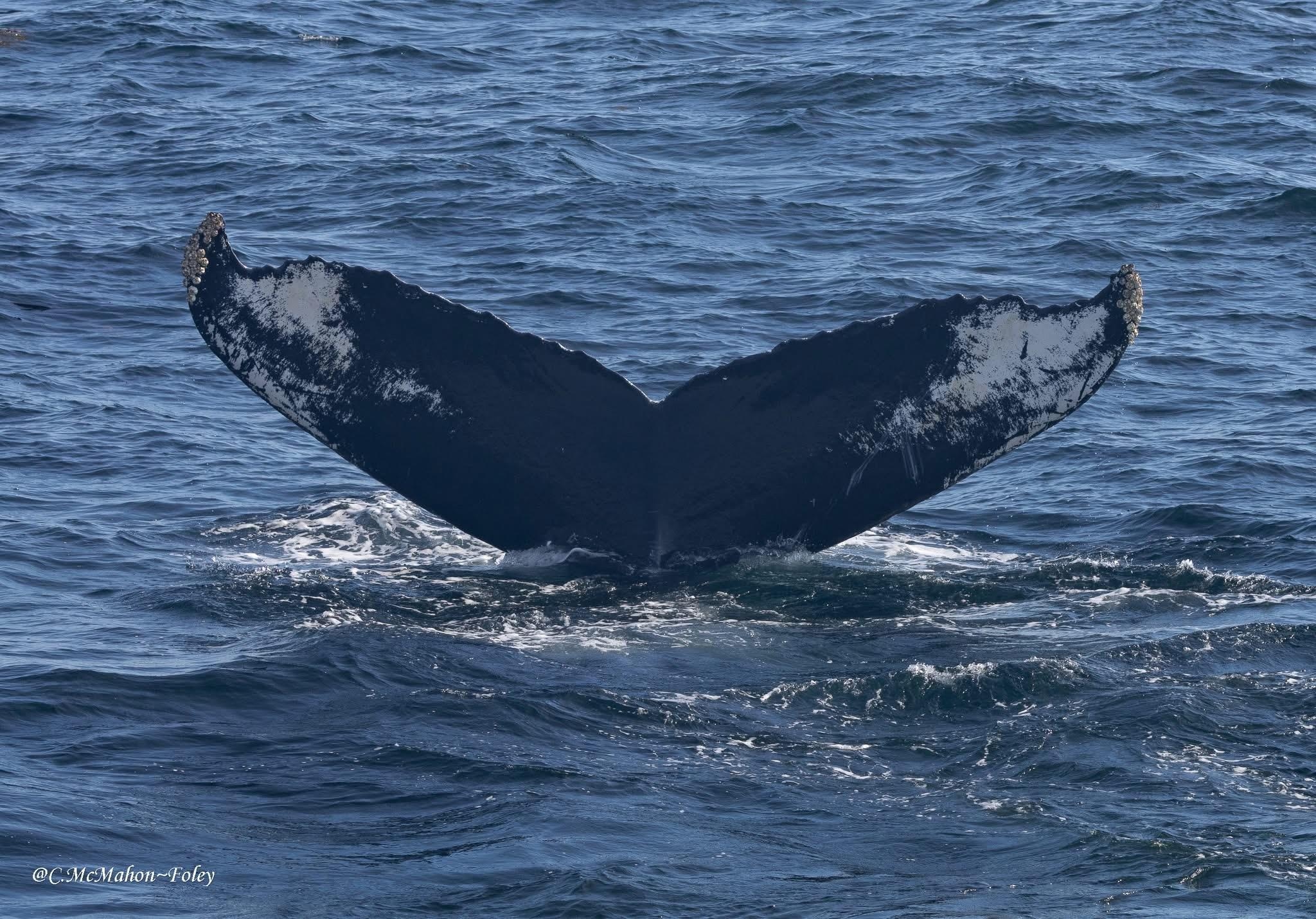 Cape Ann Whale Watch