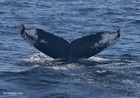 Cape Ann Whale Watch