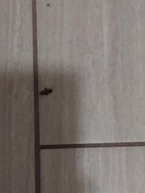 That's a roaches that I kill in the bathroom